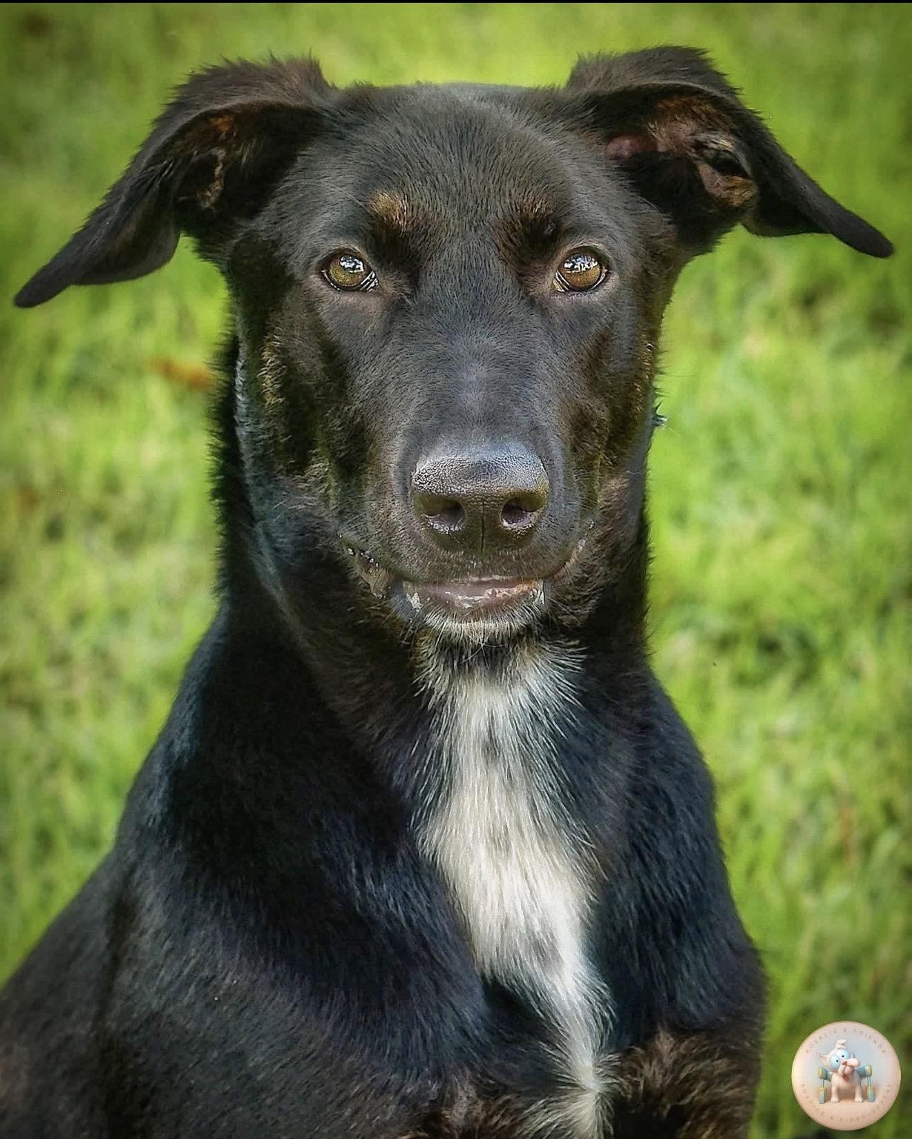 Enlarge Pepper, a ADOPTABLE mixed breed in Milton, FL image 6/6
