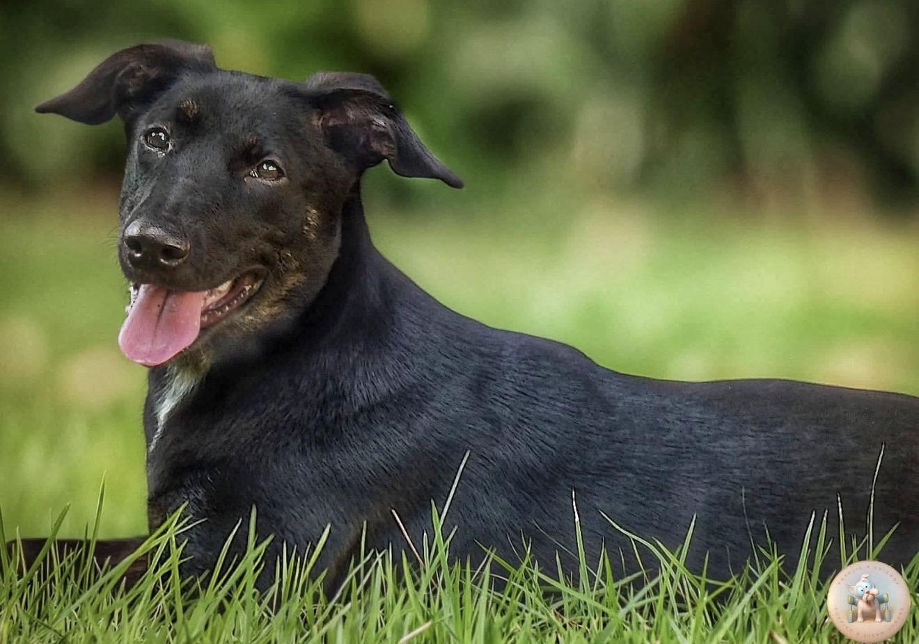 Enlarge Pepper, a ADOPTABLE mixed breed in Milton, FL image 3/6