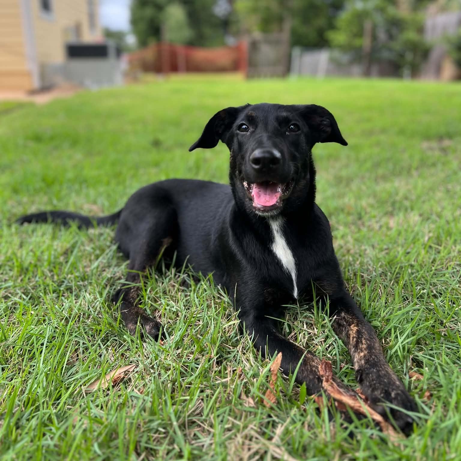 Pepper, ADOPTABLE, Puppy Female Black Labrador Retriever & Shepherd.