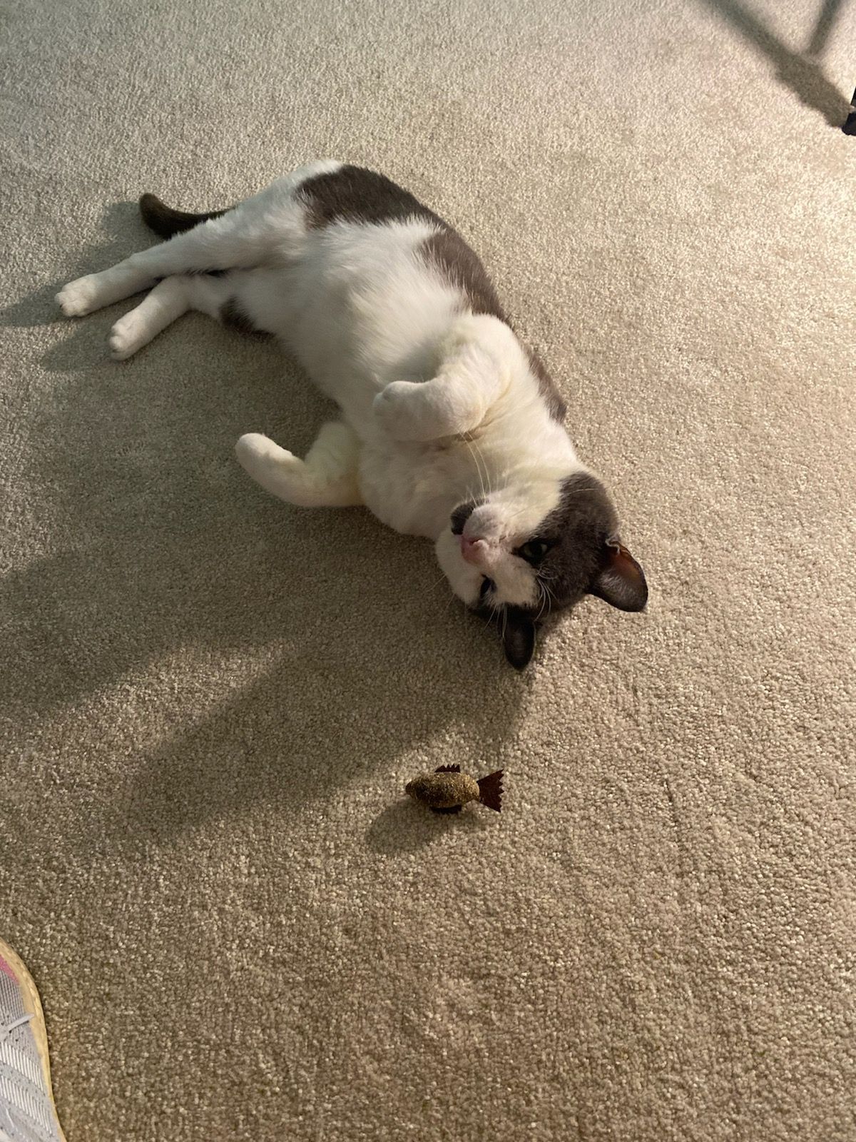 Joey, a Adoptable Domestic Short Hair in Nottingham, MD image 1/4