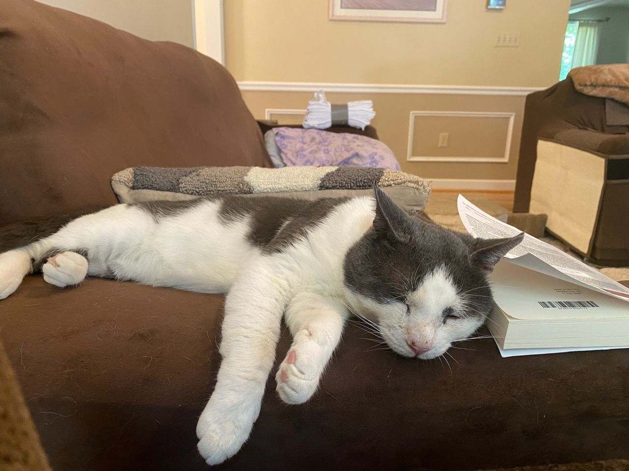 Joey, a Adoptable Domestic Short Hair in Nottingham, MD image 2/4