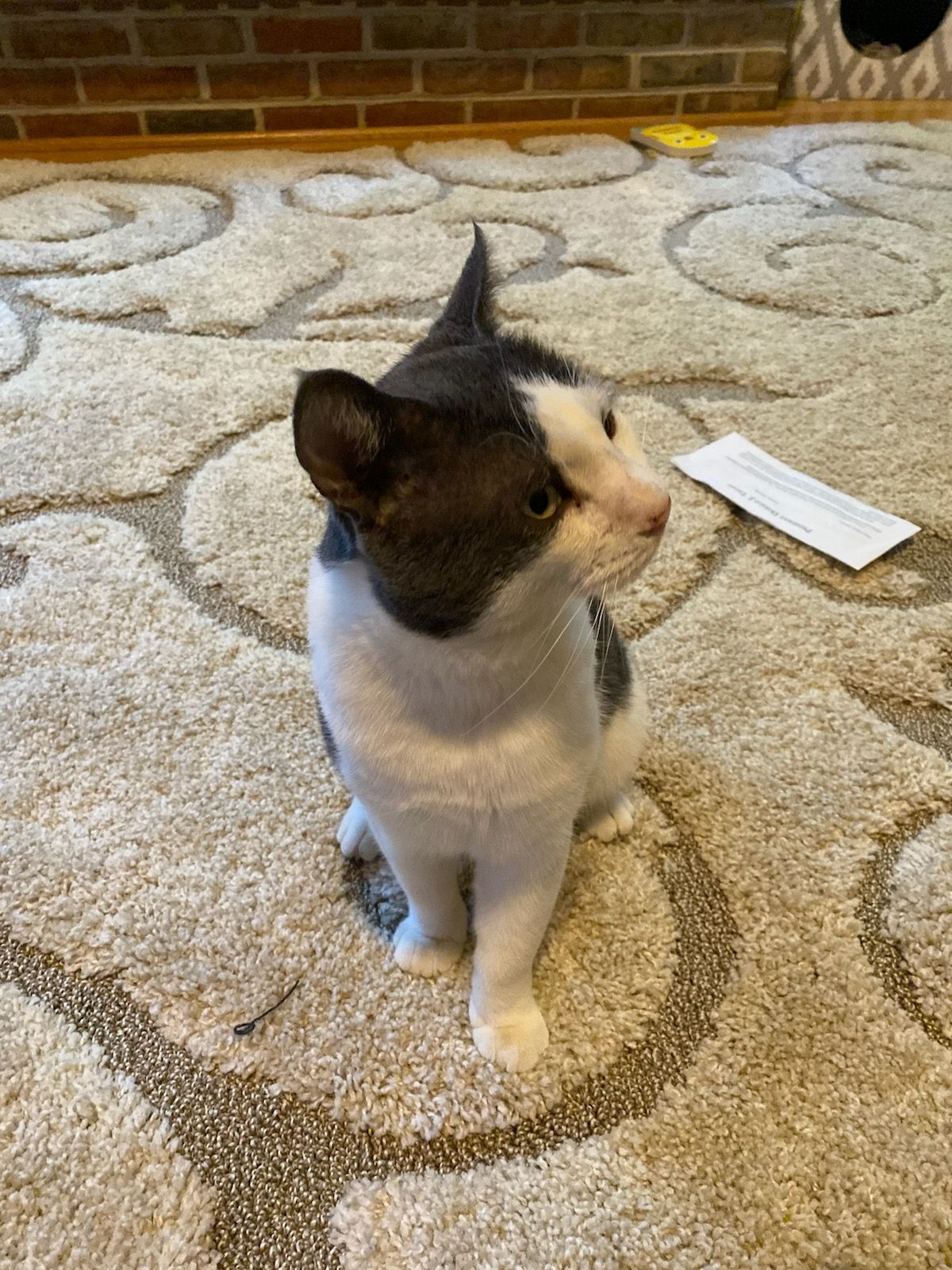 Joey, a Adoptable Domestic Short Hair in Nottingham, MD image 3/4