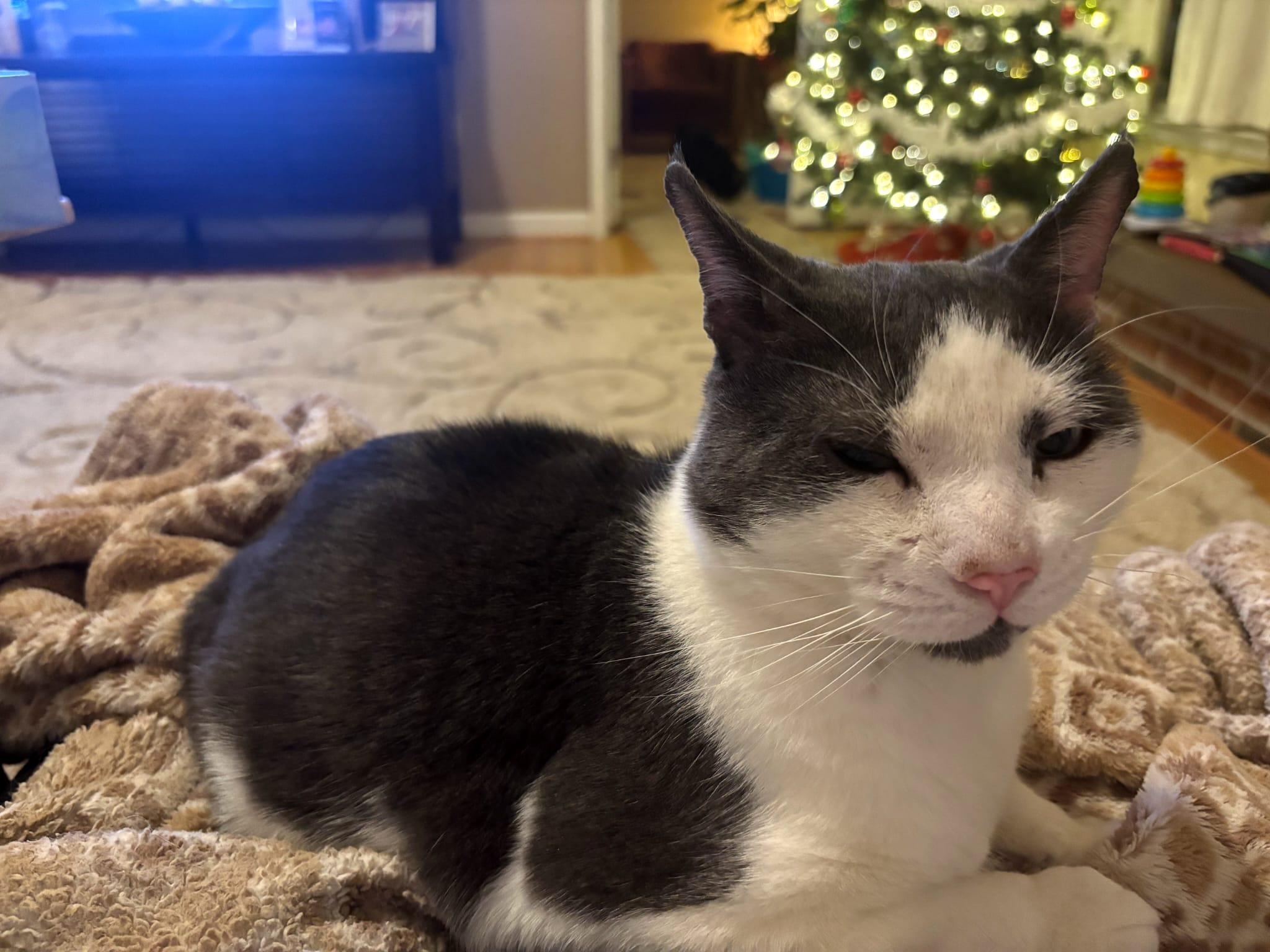 Joey, Adoptable, Adult Male Domestic Short Hair.