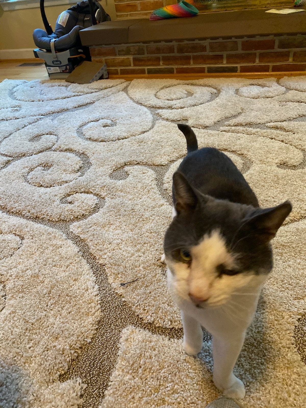 Joey, a Adoptable Domestic Short Hair in Nottingham, MD image 4/4