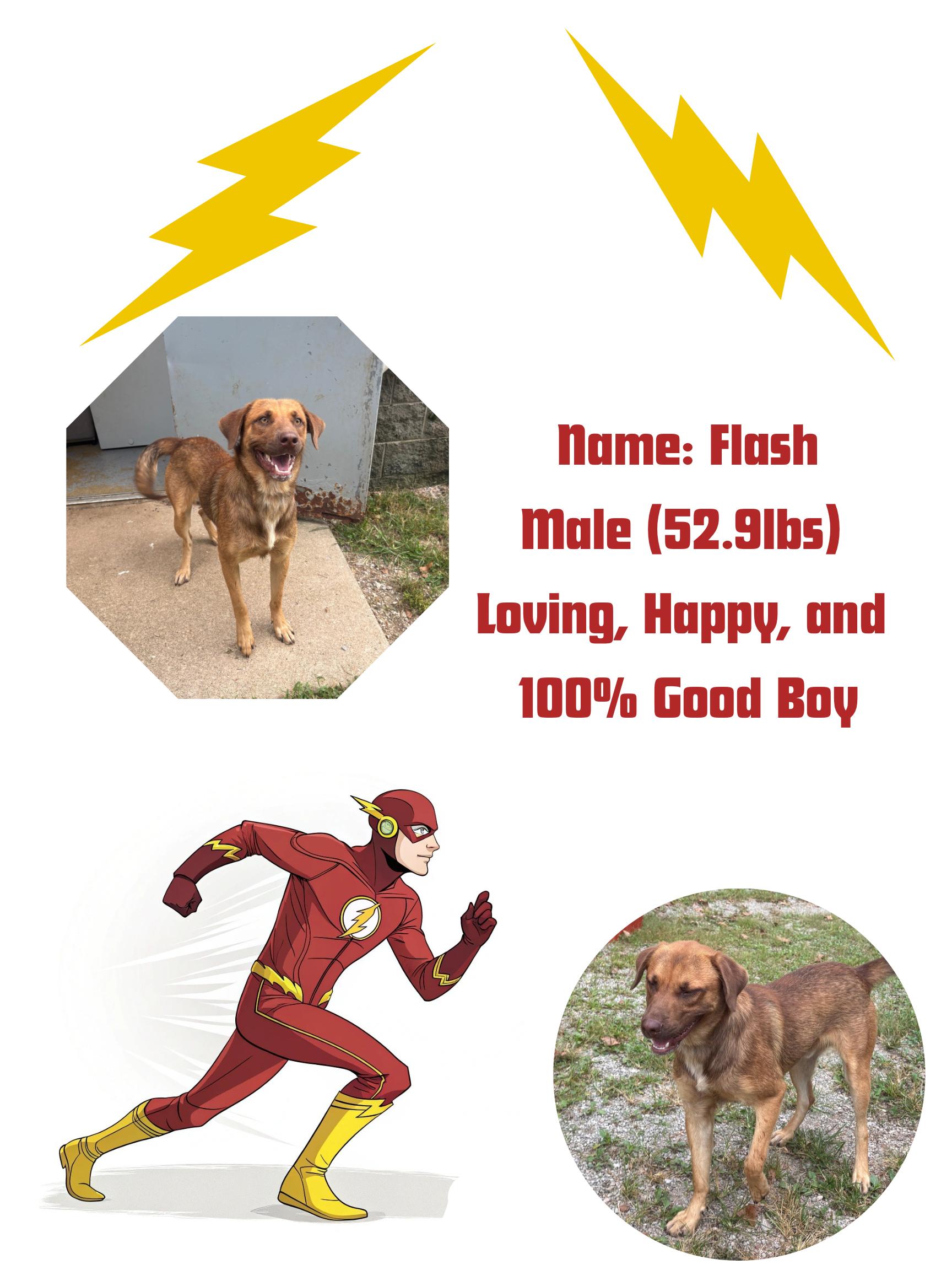 Flash, Adoptable, Adult Male Labrador Retriever.