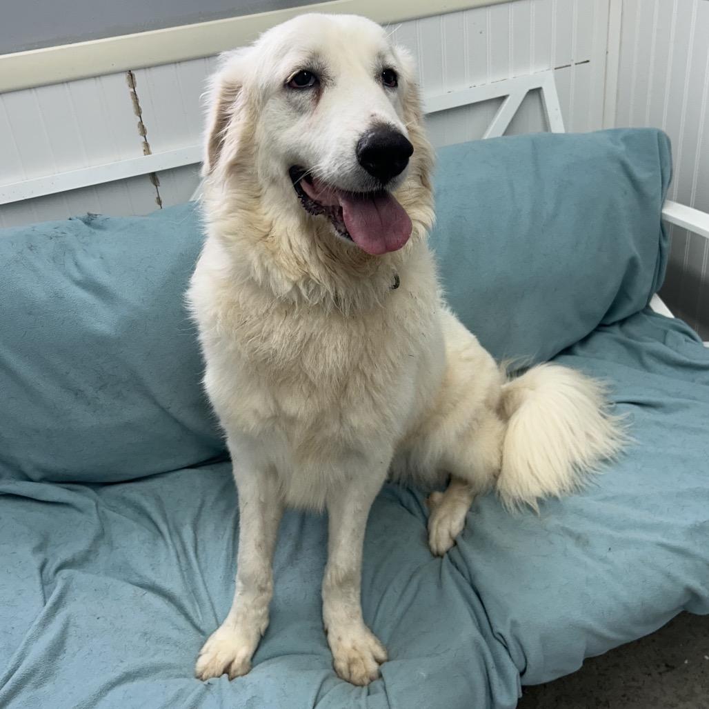 Enlarge Sugar, a Adoptable Great Pyrenees in Falmouth, KY image 1/1