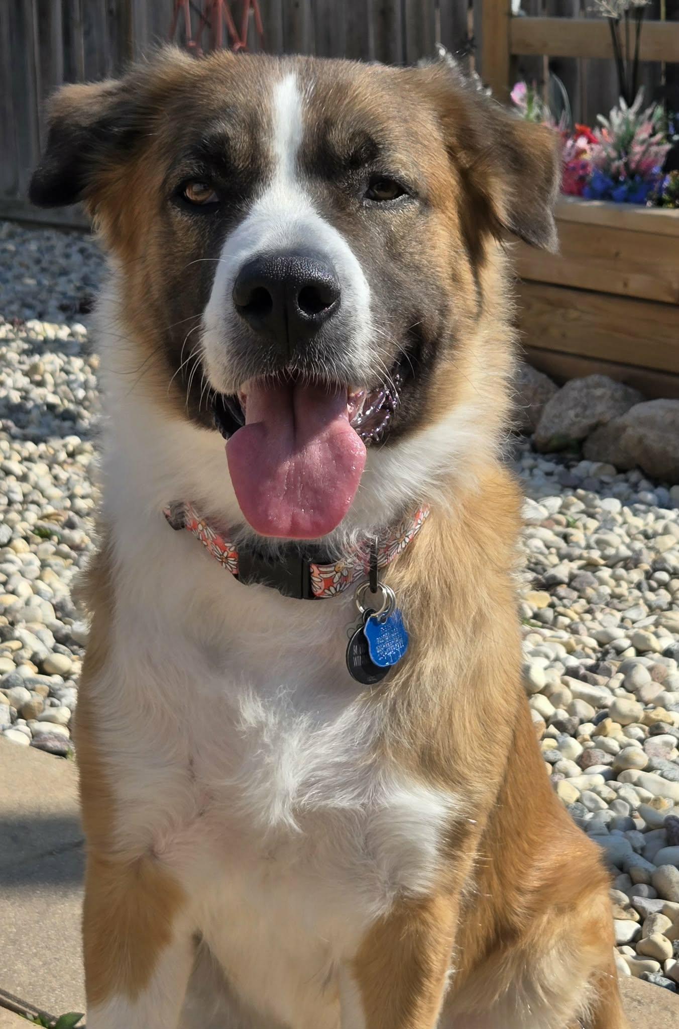 Enlarge Princess, a Adopted mixed breed in Winnipeg, MB image 2/6