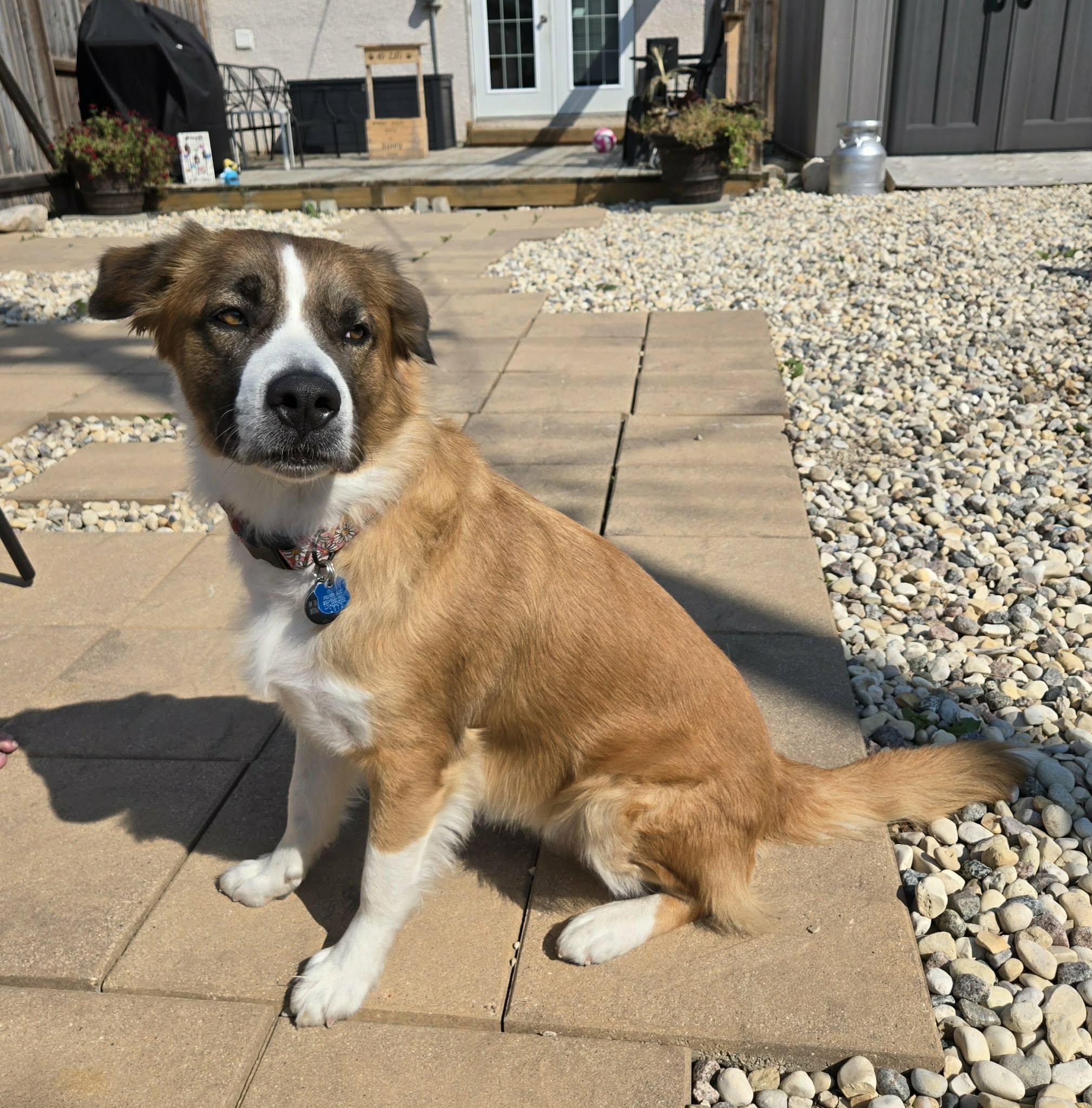 Enlarge Princess, a Adopted mixed breed in Winnipeg, MB image 1/6