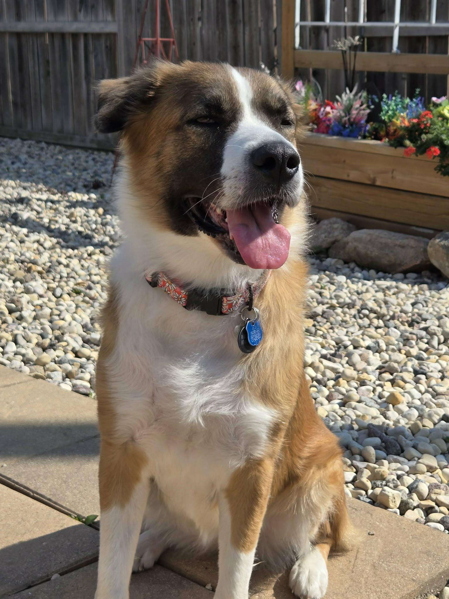Enlarge Princess, a Adopted mixed breed in Winnipeg, MB image 6/6