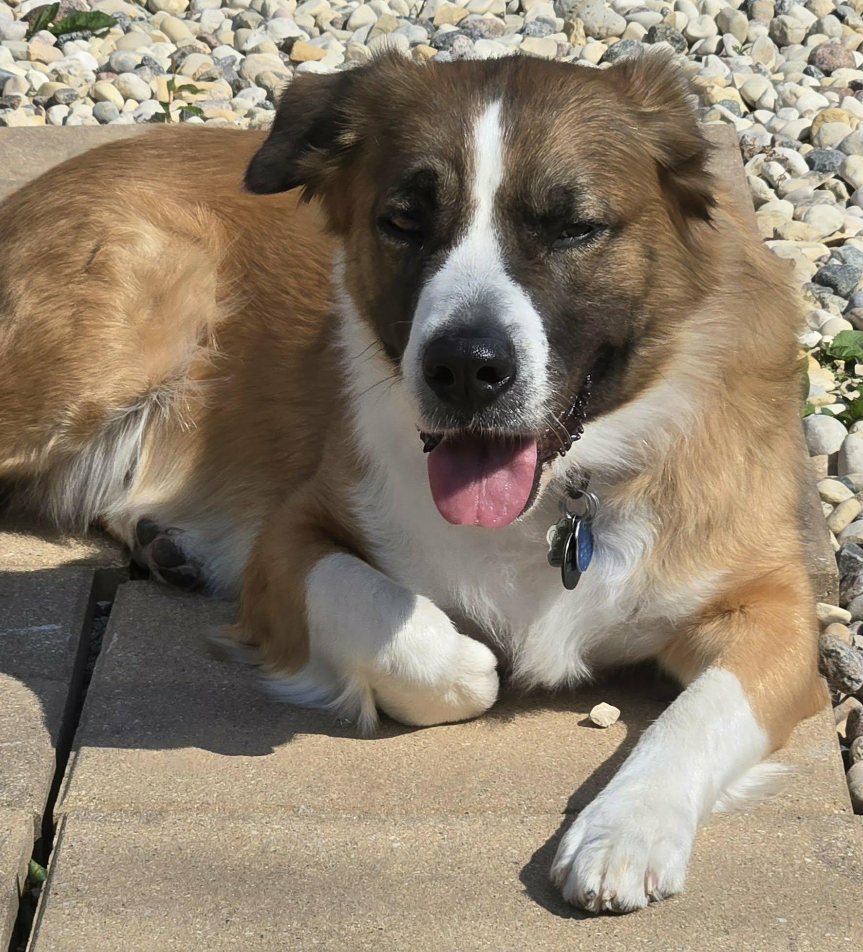 Enlarge Princess, a Adopted mixed breed in Winnipeg, MB image 4/6
