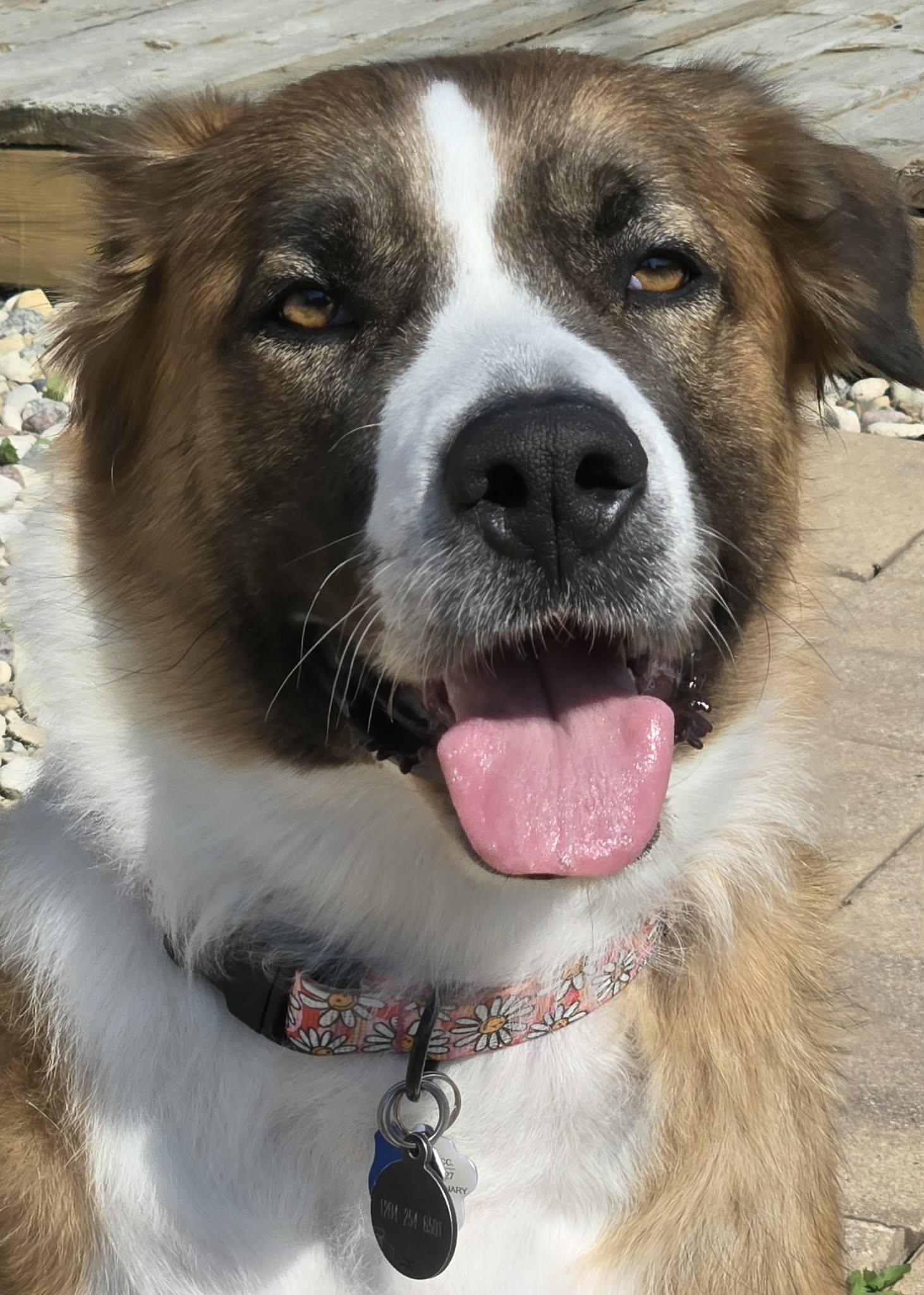 Enlarge Princess, a Adopted mixed breed in Winnipeg, MB image 5/6
