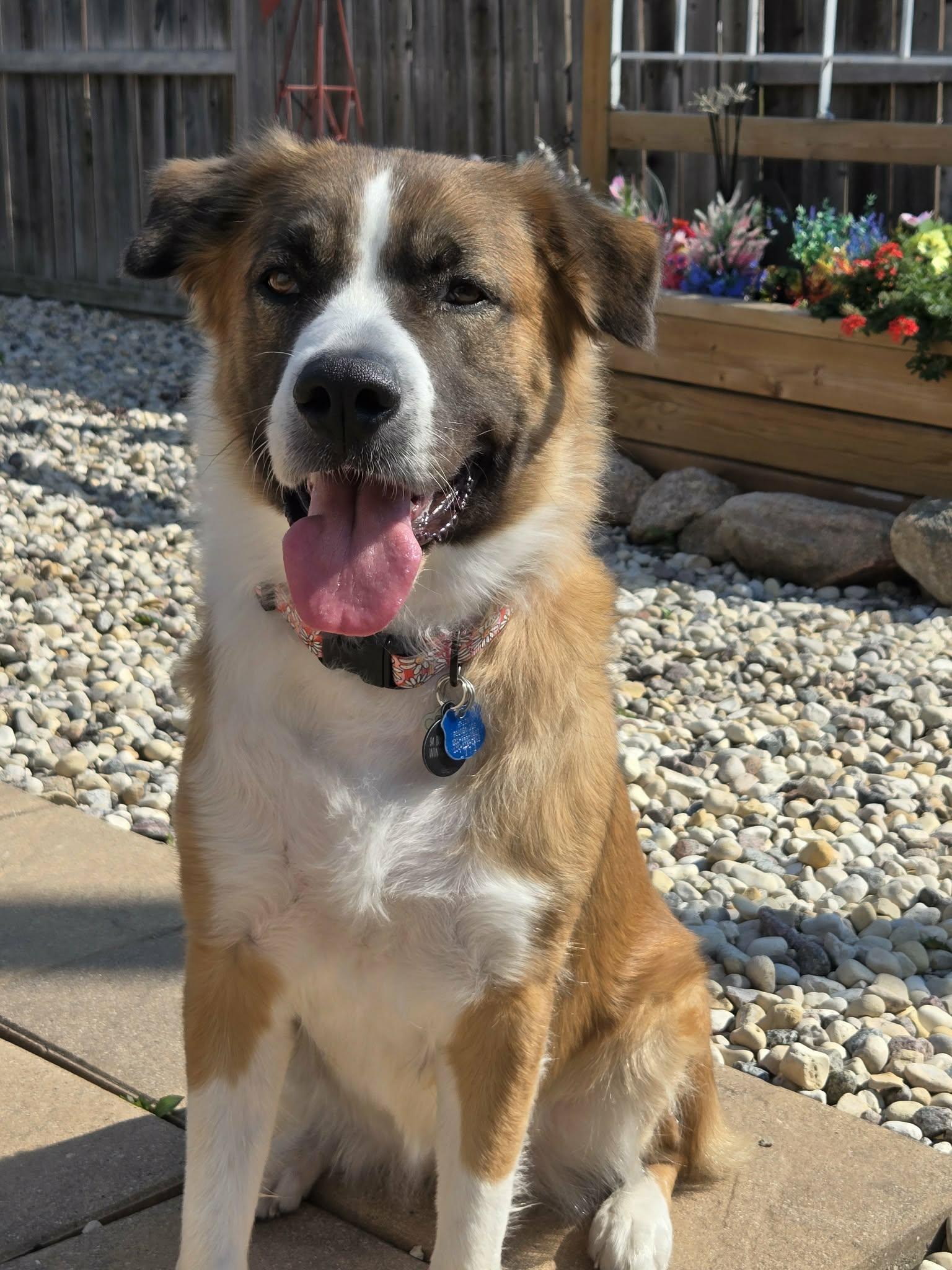 Enlarge Princess, a Adopted mixed breed in Winnipeg, MB image 3/6