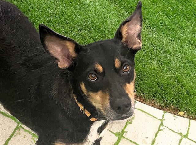 RIO, Adoptable, Adult Male German Shepherd Dog & Mixed Breed.