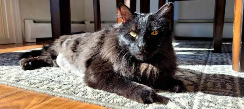 Milo, Adoptable, Adult Male American Shorthair.