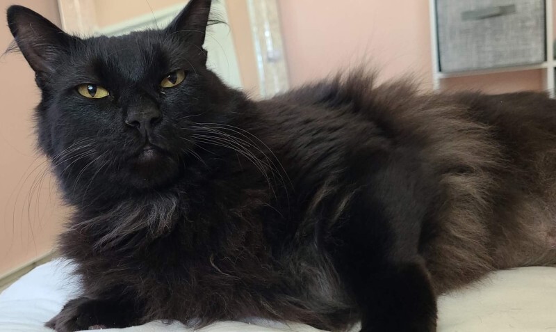 Enlarge Milo, a Adoptable American Shorthair in Bellefonte, PA image 2/5