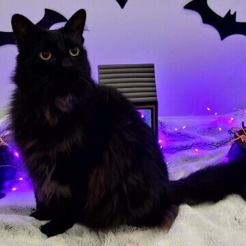 Enlarge Milo, a Adoptable American Shorthair in Bellefonte, PA image 3/5