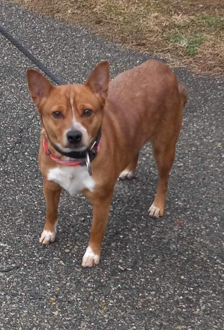 Penny, an adoptable Mixed Breed in Dublin, VA_image-1