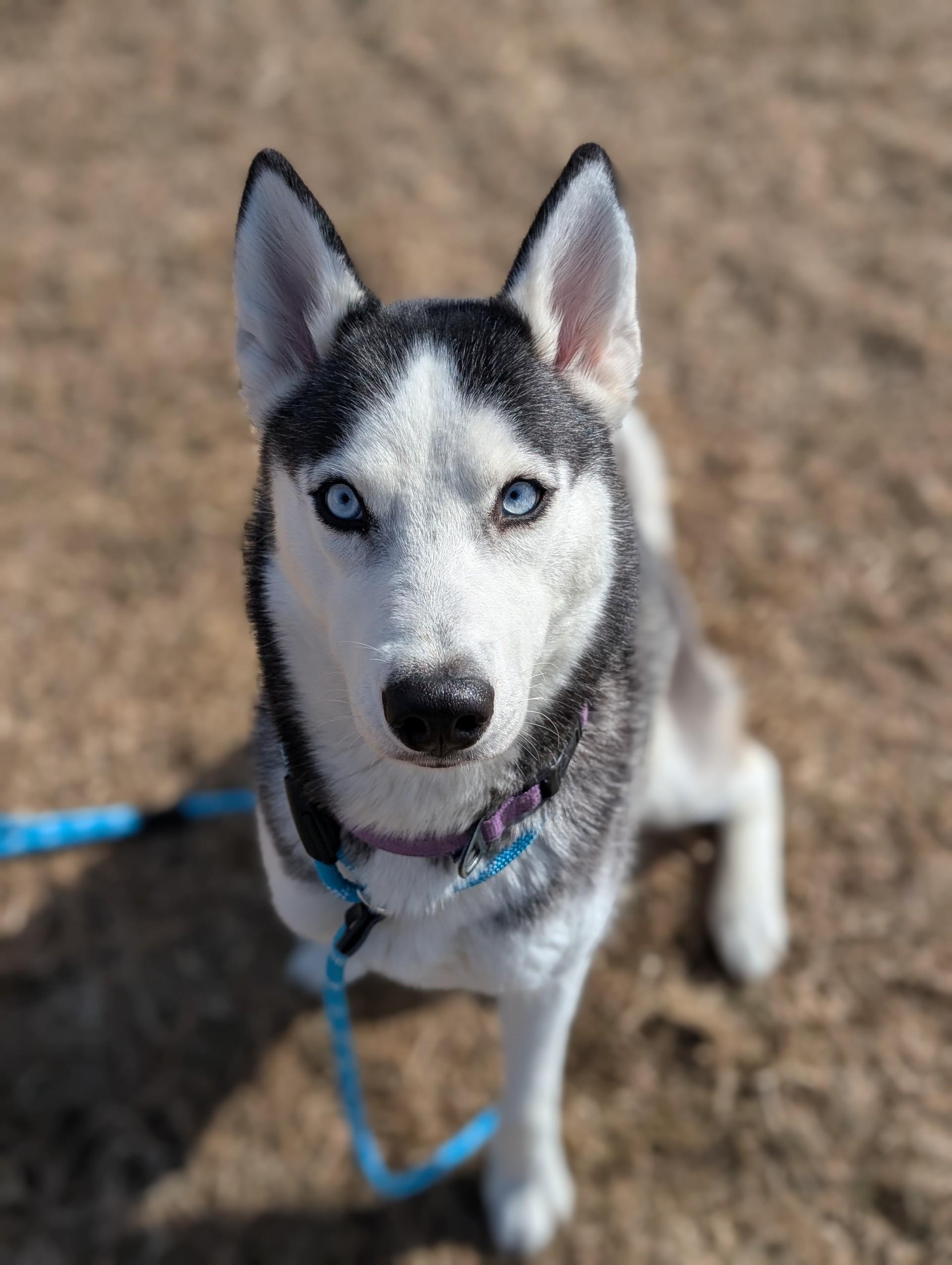 Tikka — thumbnail 3