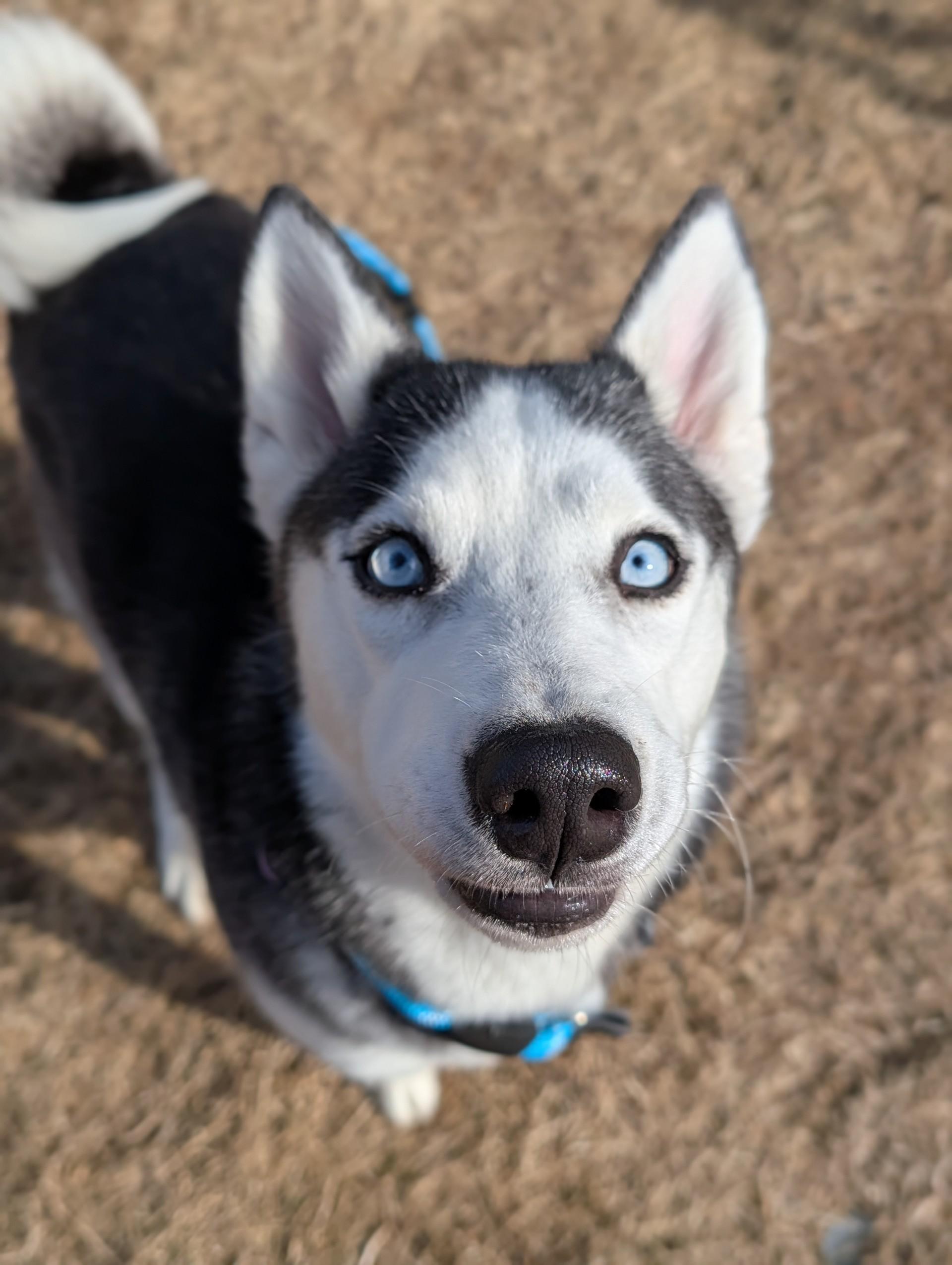 Tikka — thumbnail 4