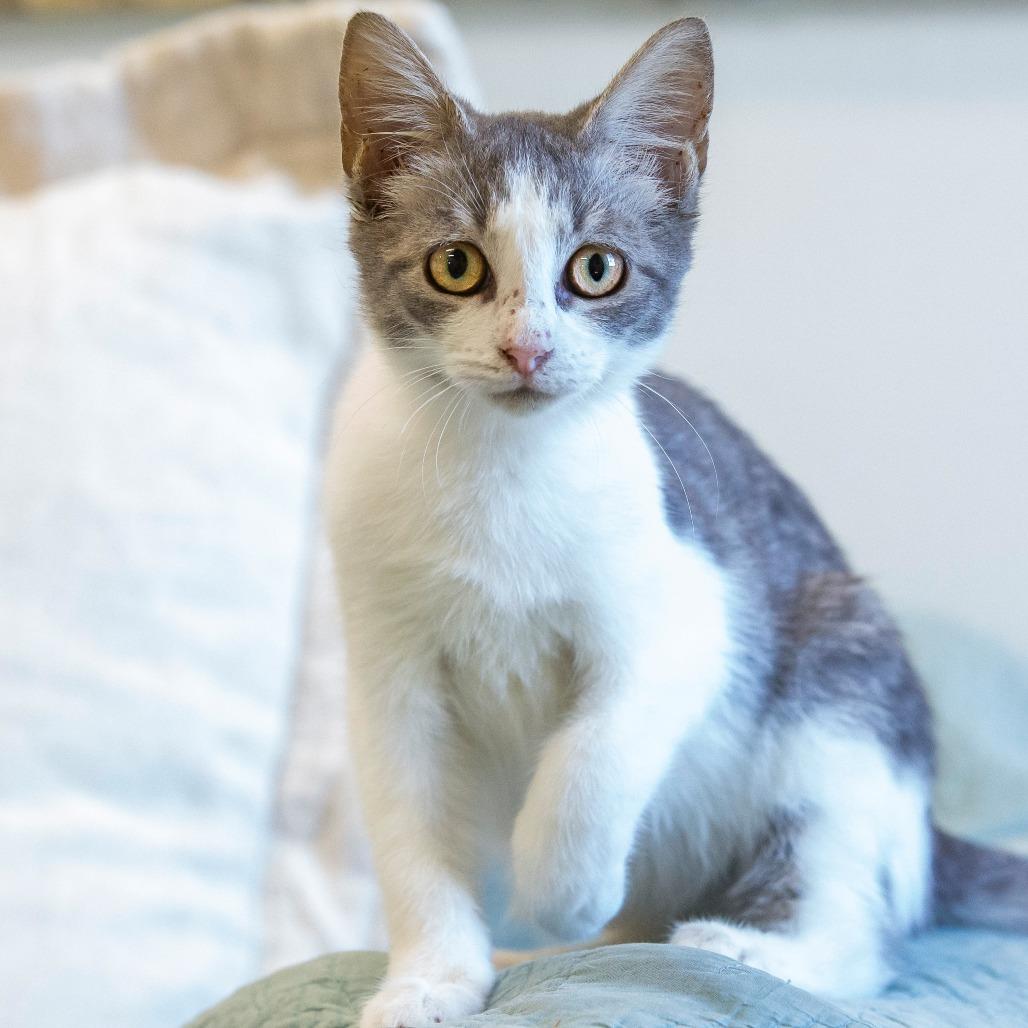 Enlarge Nessie, a Adoptable Domestic Short Hair in Cartersville, GA image 1/4