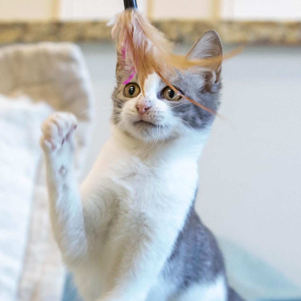 Enlarge Nessie, a Adoptable Domestic Short Hair in Cartersville, GA image 2/4