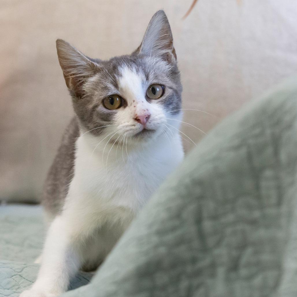 Enlarge Nessie, a Adoptable Domestic Short Hair in Cartersville, GA image 3/4