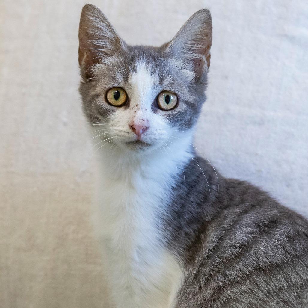 Enlarge Nessie, a Adoptable Domestic Short Hair in Cartersville, GA image 4/4