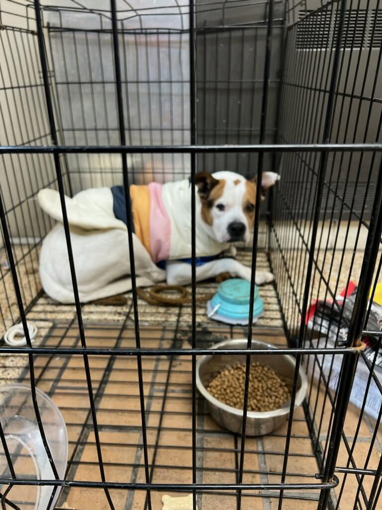 Enlarge BRUNO, a ADOPTABLE mixed breed in Huntington, NY image 2/2