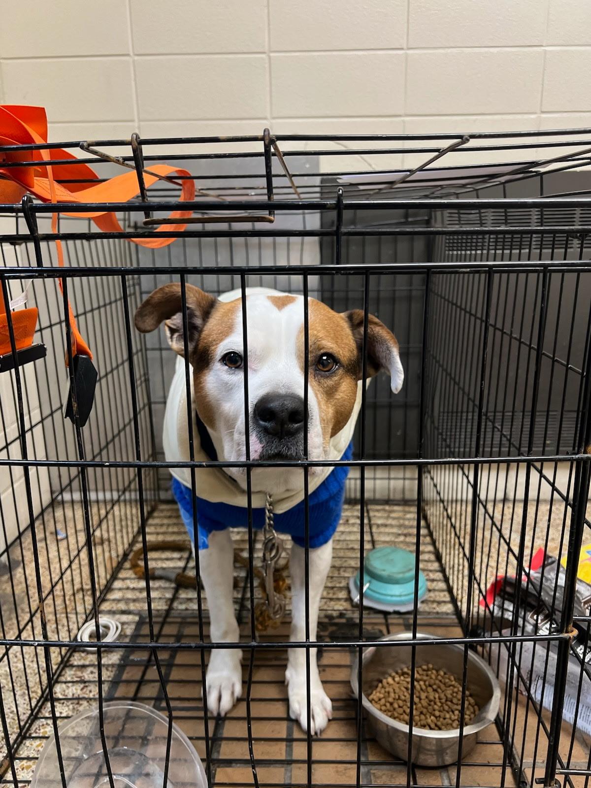 BRUNO, ADOPTABLE, Young Male American Staffordshire Terrier.