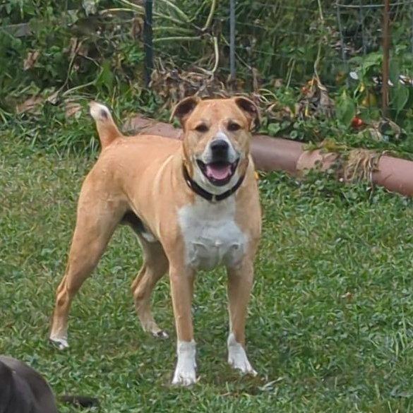 Enlarge Mikko, a Adoptable Black Mouth Cur in Minneapolis, MN image 2/2