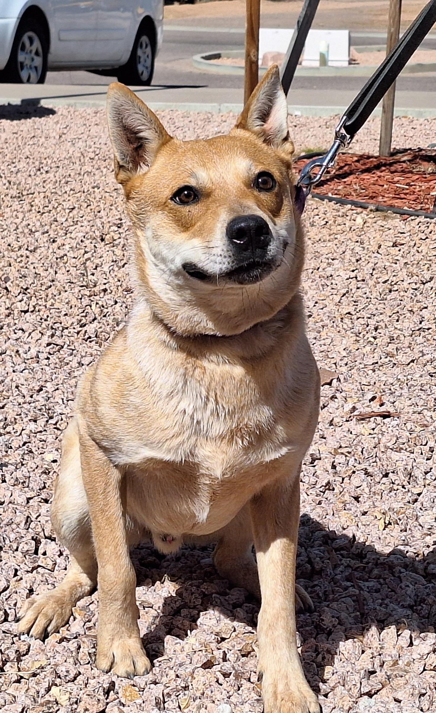 Odie 6