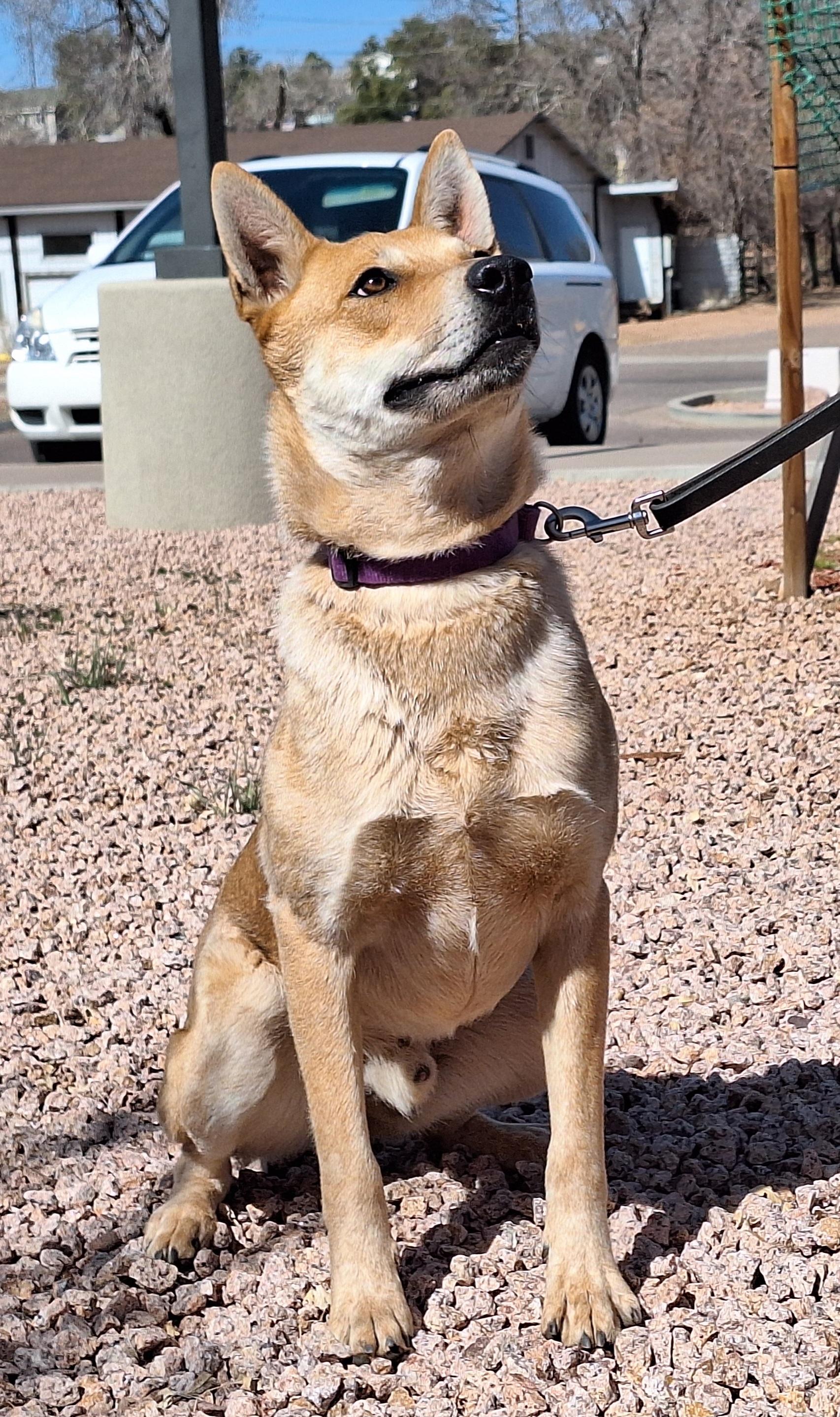 Odie 4