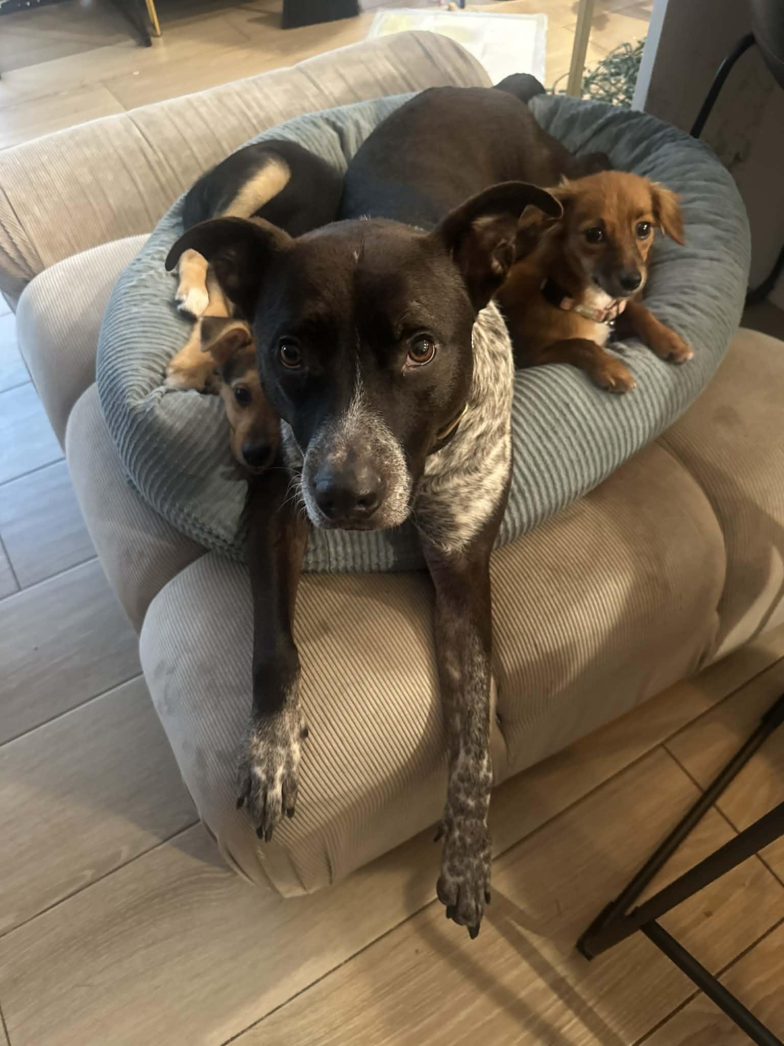 Marley, Adoptable, Adult Male German Shorthaired Pointer & Labrador Retriever.