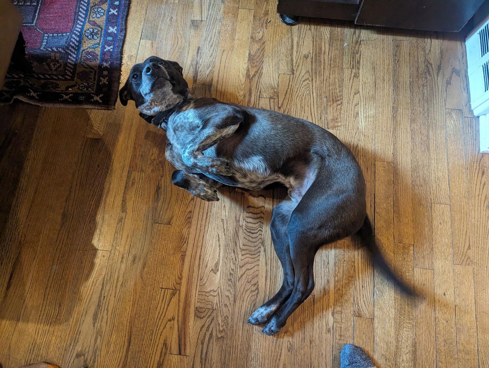 Marley, Adoptable, Adult Male German Shorthaired Pointer & Labrador Retriever.