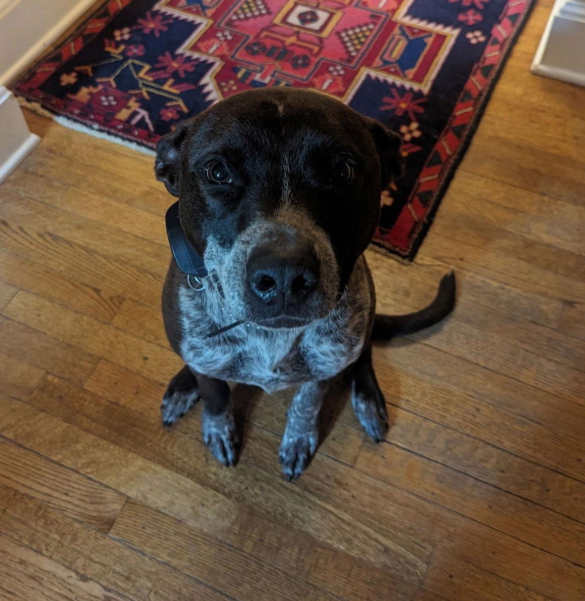 Marley, a Adoptable mixed breed in Bothell, WA image 2/3