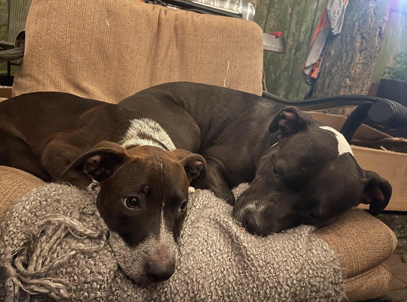 Marley, a Adoptable mixed breed in Bothell, WA image 3/3