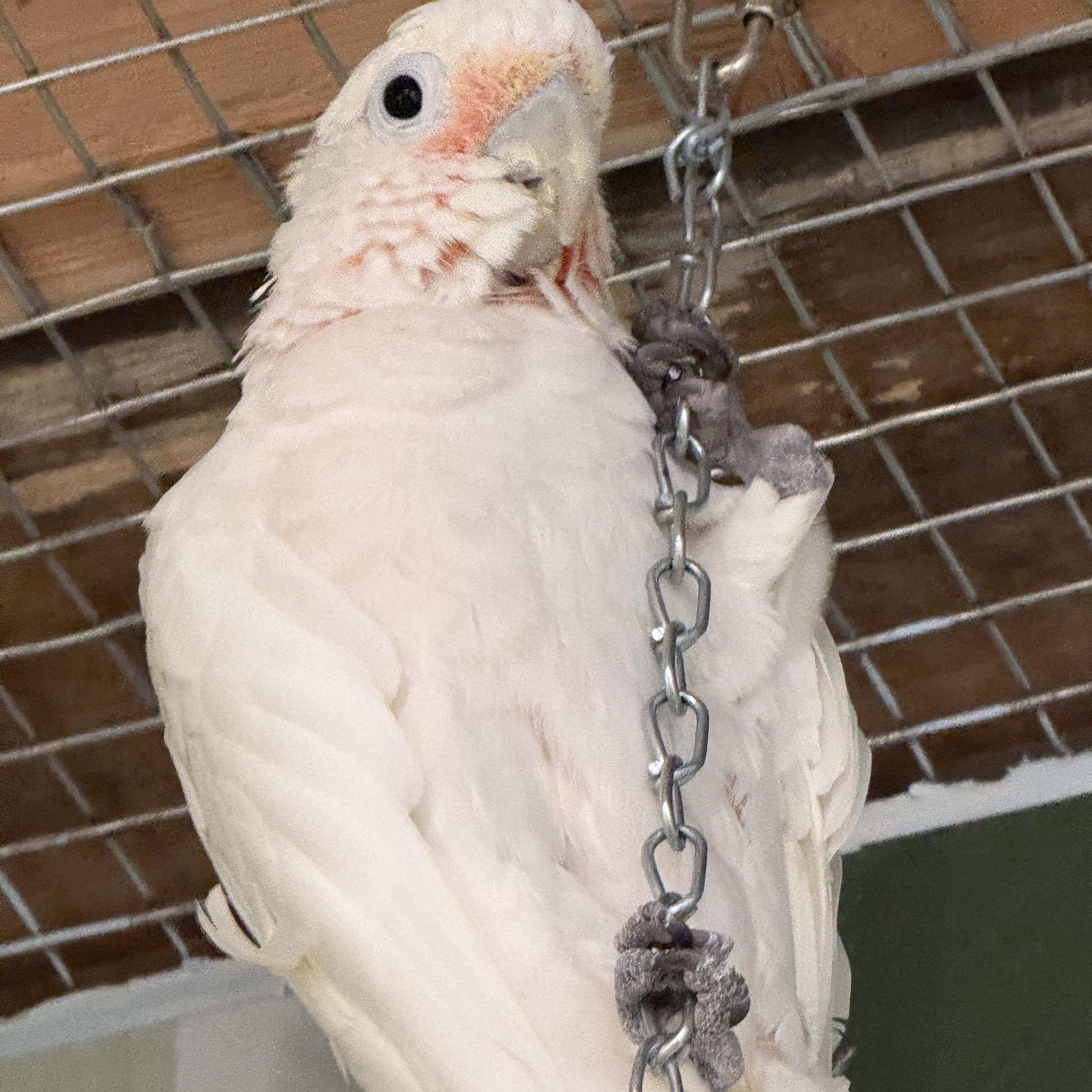 Dusty, ADOPTABLE, Senior Female Cockatoo.