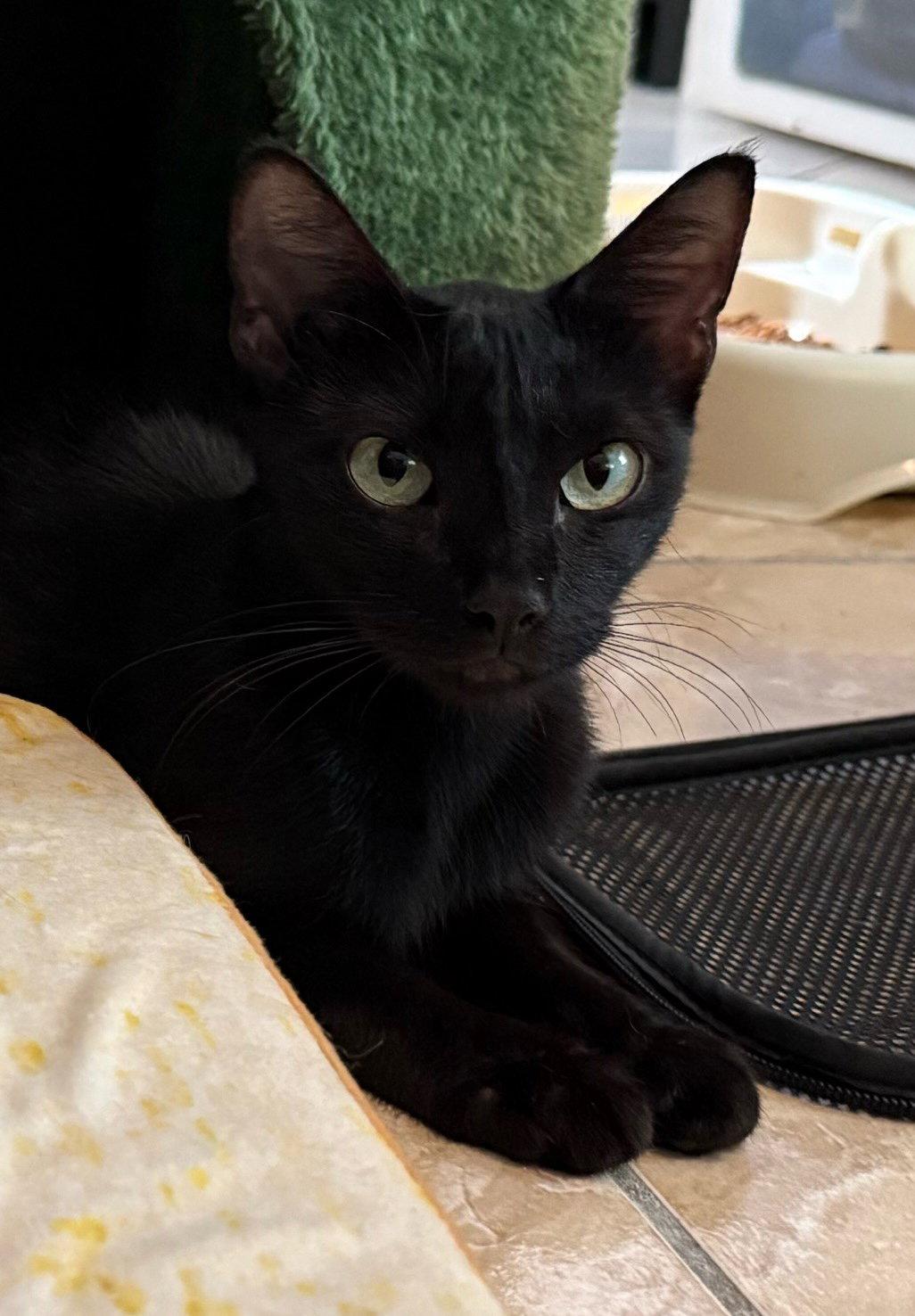 Maple 3.20.25, Adoptable, Adult Female Domestic Short Hair.