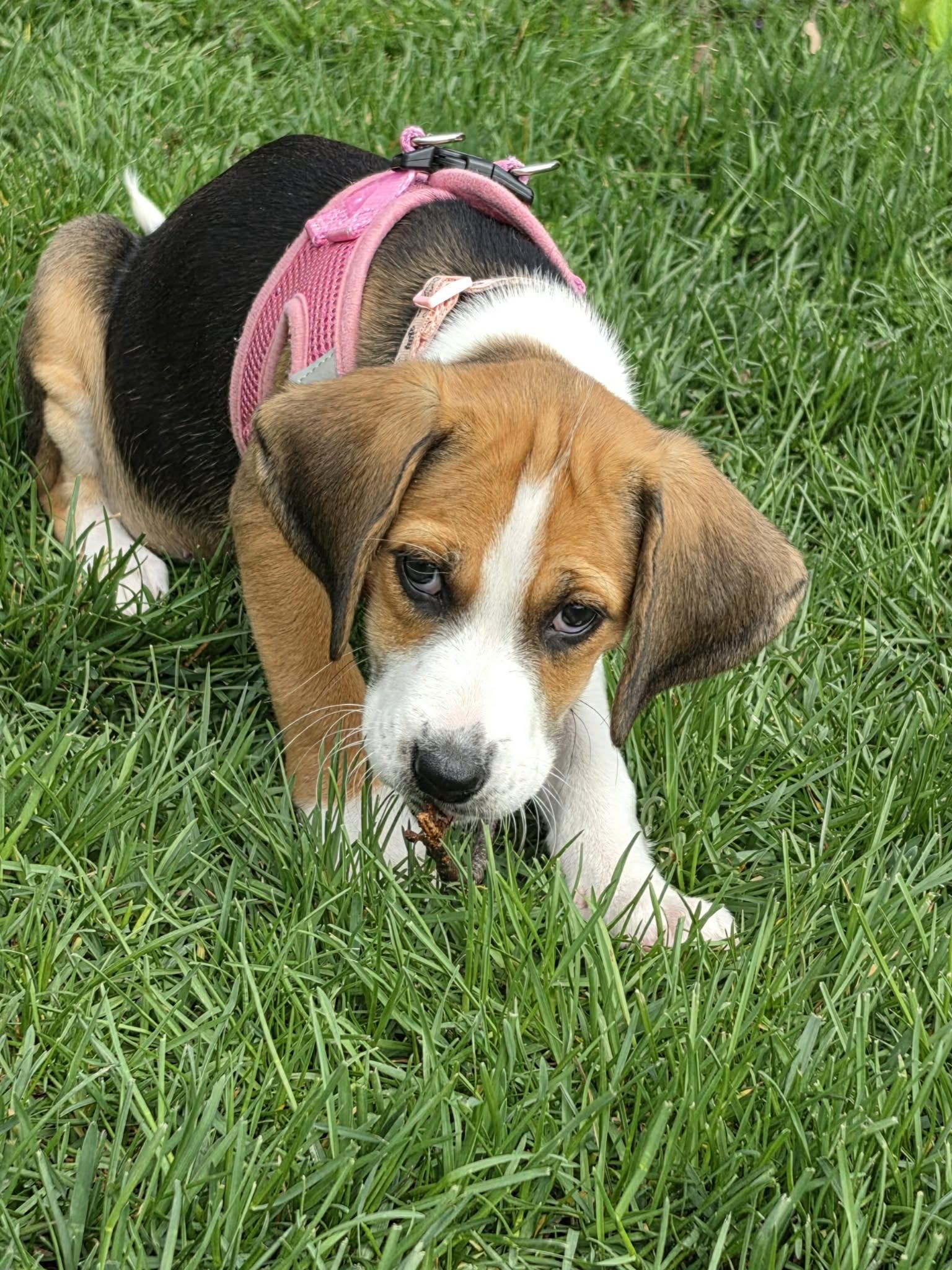 Mae, Adopted, Puppy Female Mixed Breed.