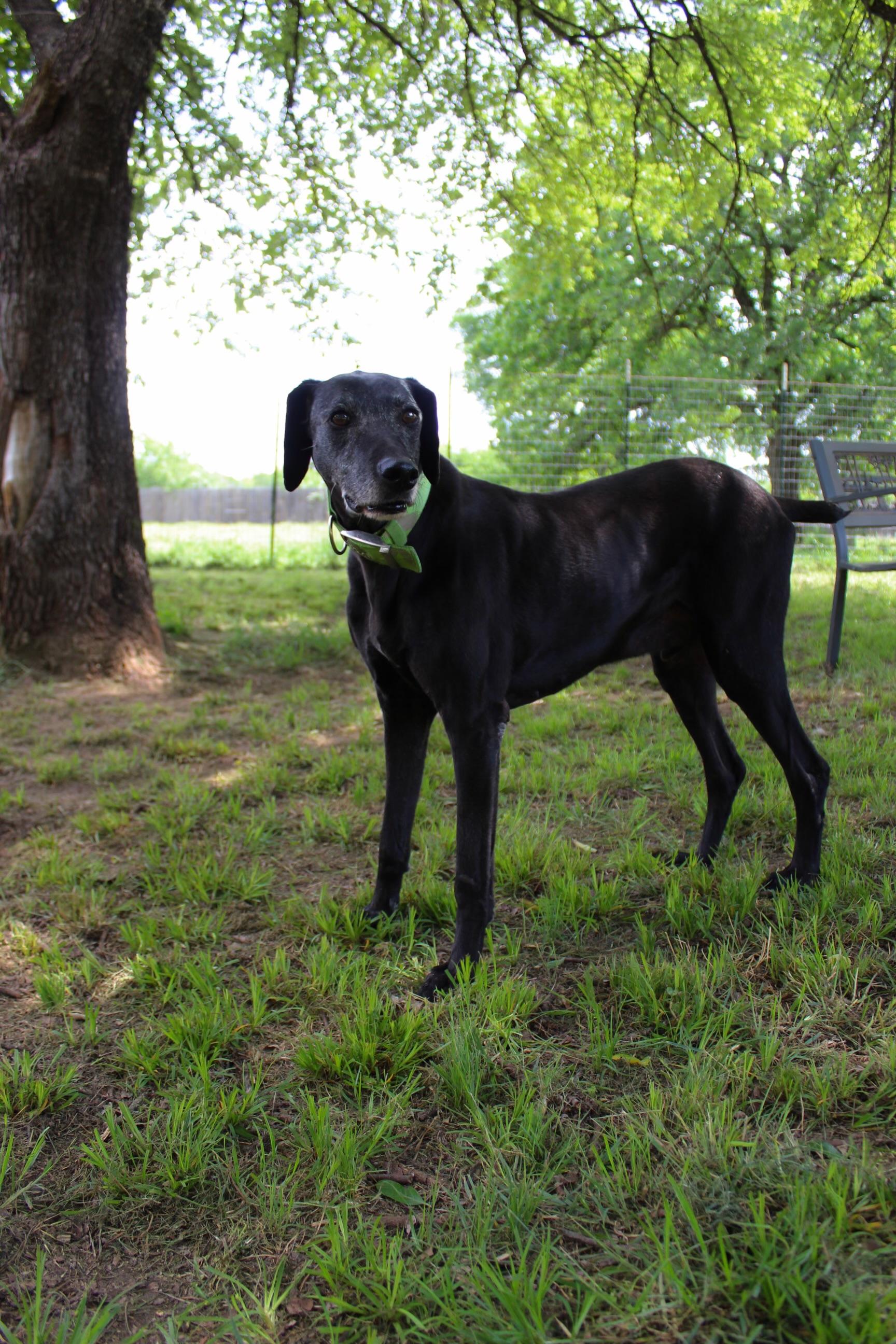 Enlarge Razoo, a Adoptable mixed breed in Benbrook, TX image 1/6