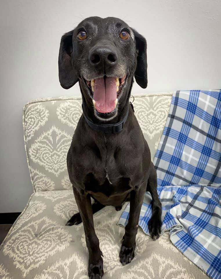 Enlarge Razoo, a Adoptable mixed breed in Benbrook, TX image 3/6