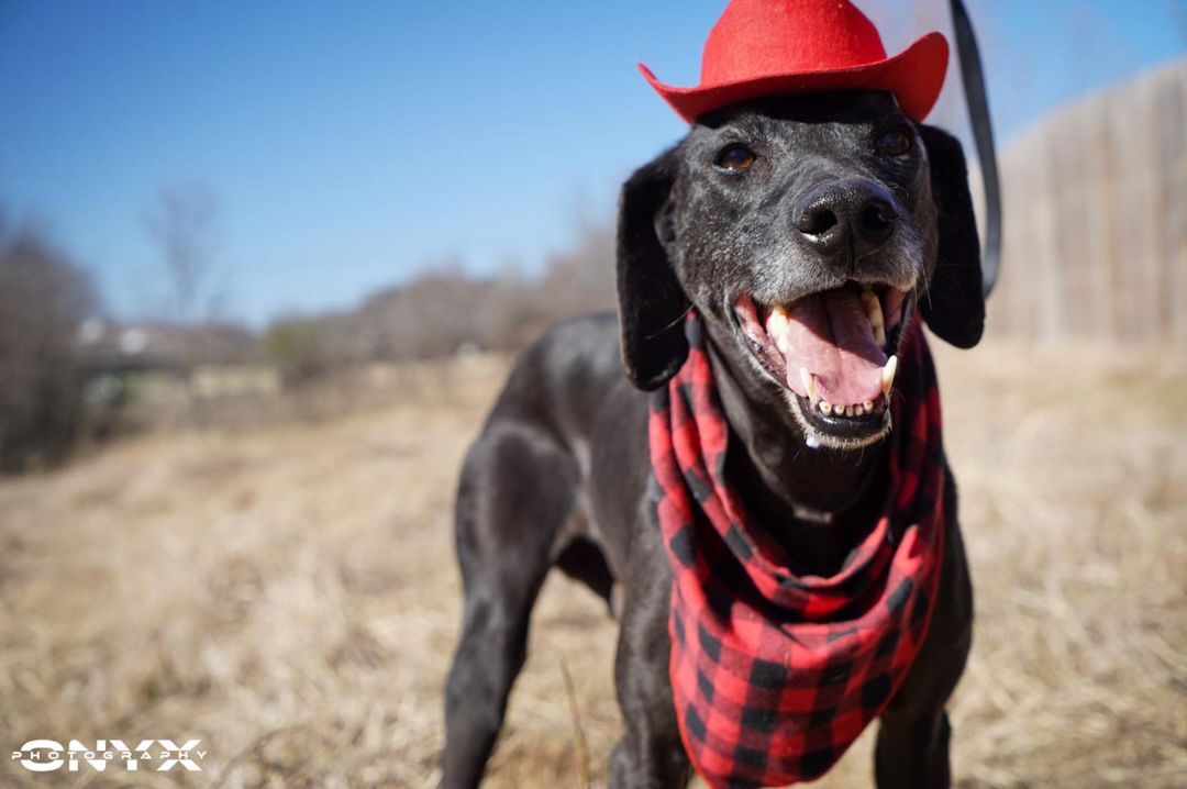Enlarge Razoo, a Adoptable mixed breed in Benbrook, TX image 4/6