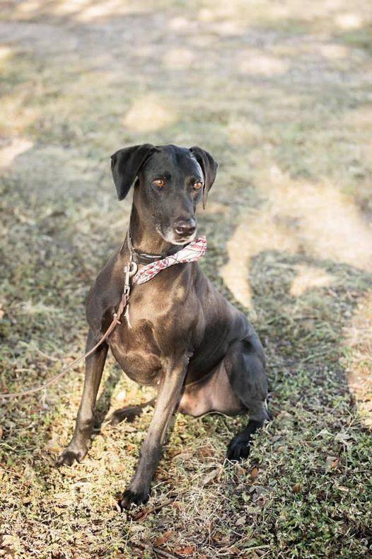 Enlarge Razoo, a Adoptable mixed breed in Benbrook, TX image 5/6