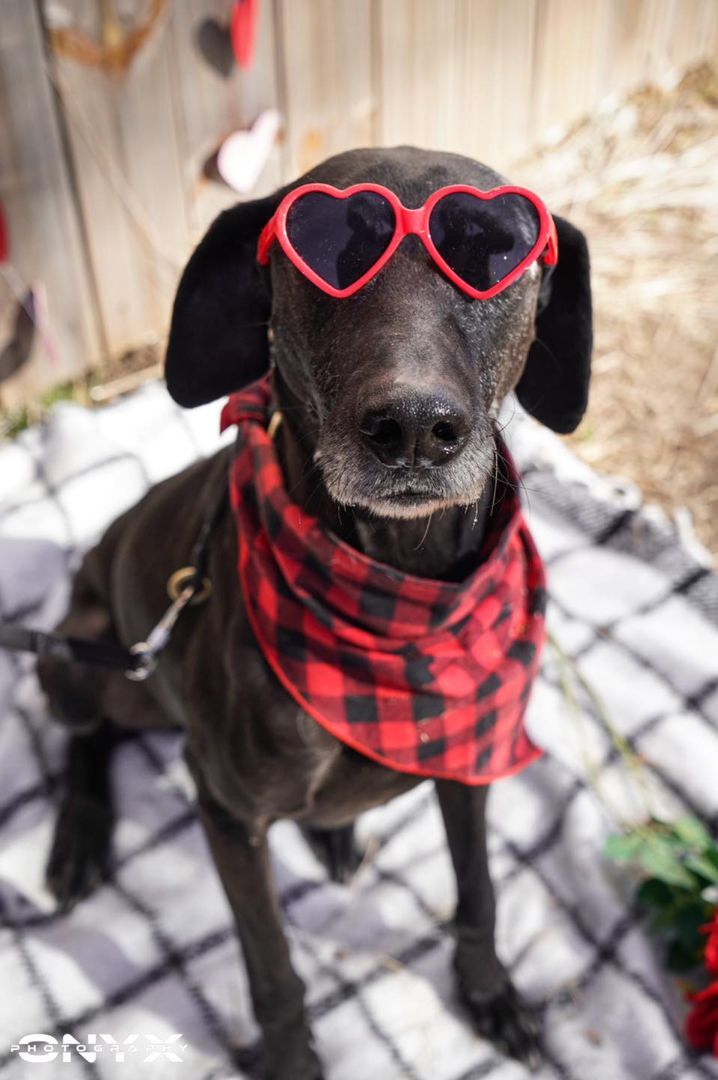 Enlarge Razoo, a Adoptable mixed breed in Benbrook, TX image 6/6