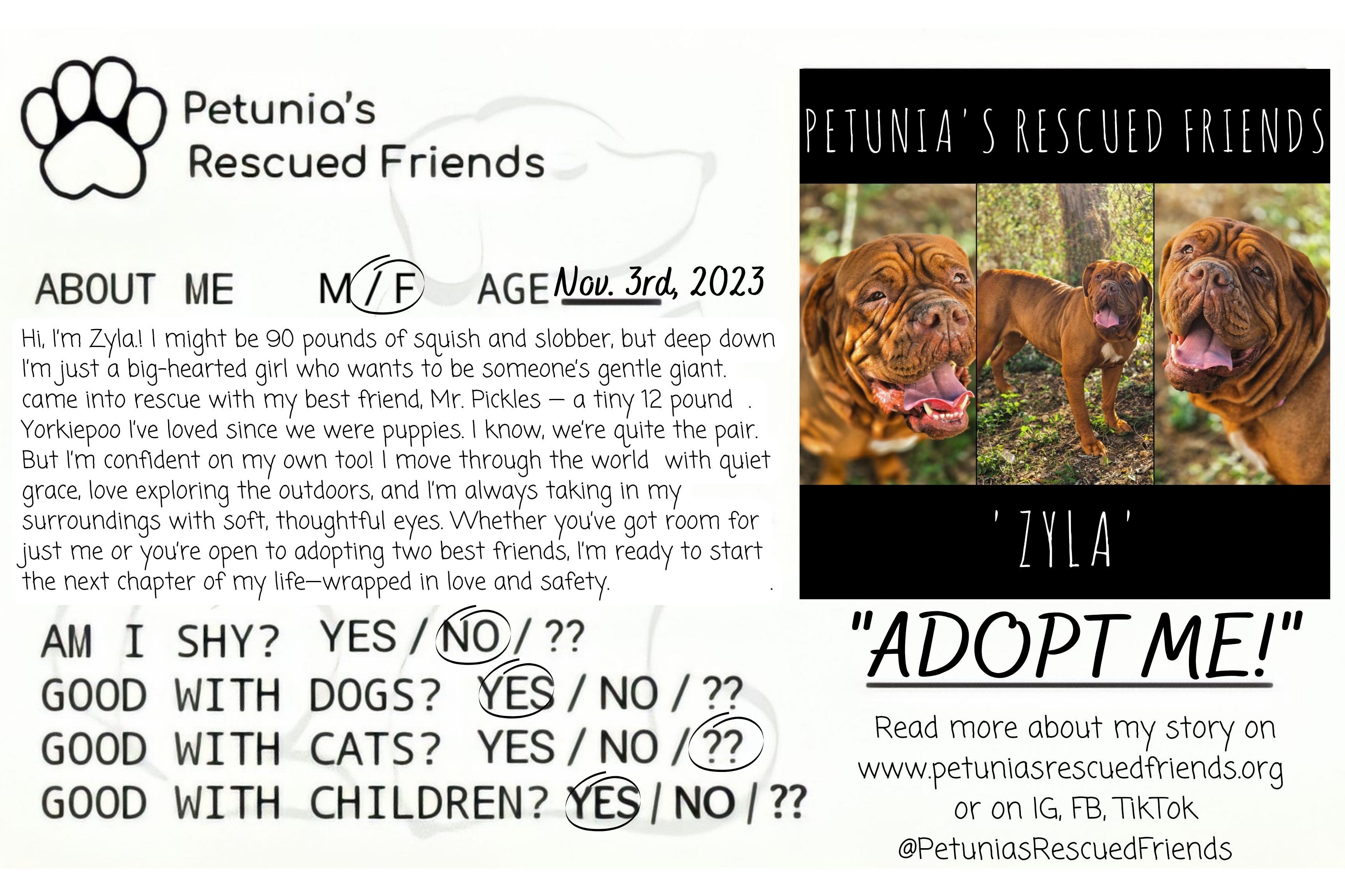 Enlarge Mr. Pickles (& Zyla), a Adoptable Maltipoo in Castroville, TX image 4/4