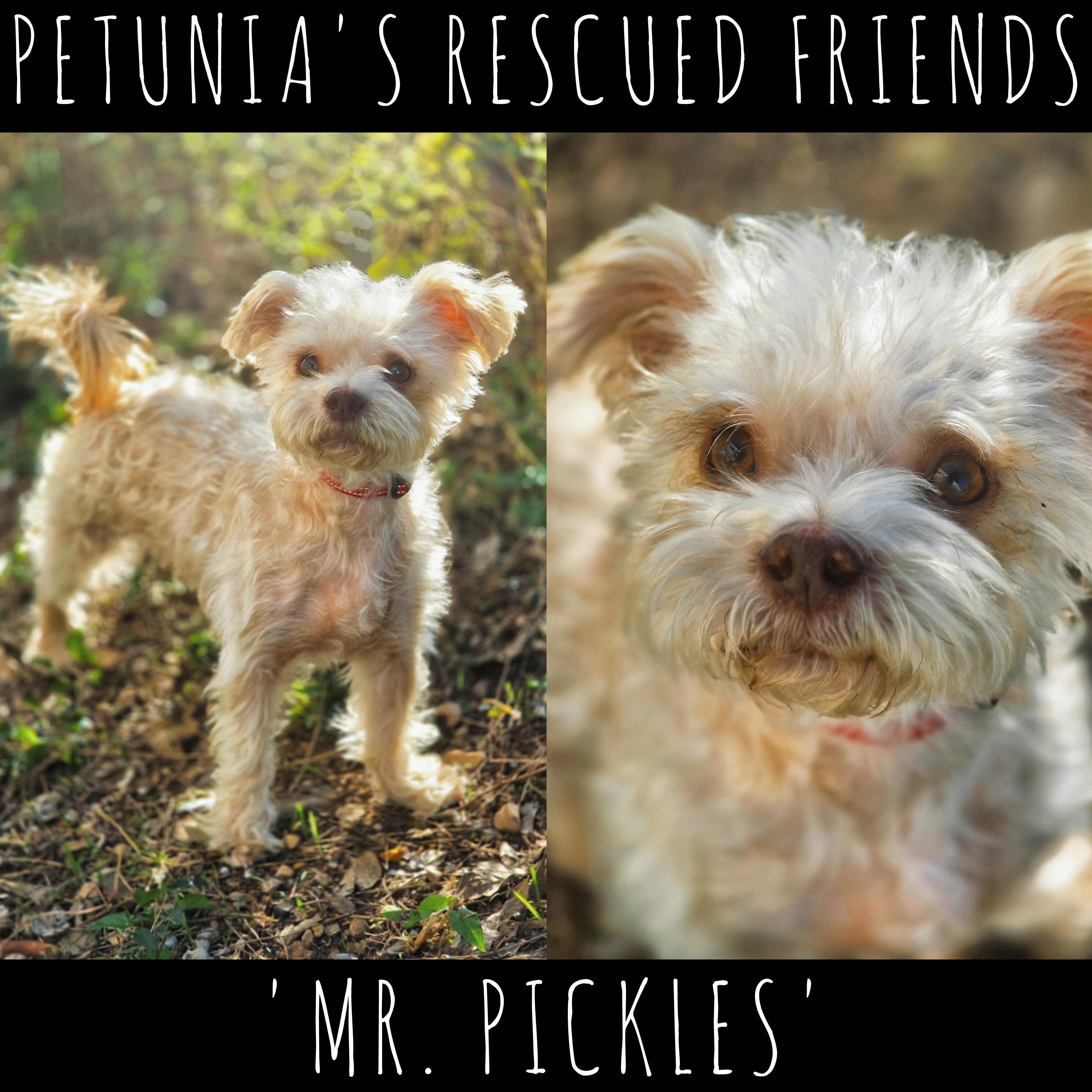 Mr. Pickles (& Zyla), Adoptable, Adult Male Maltipoo.