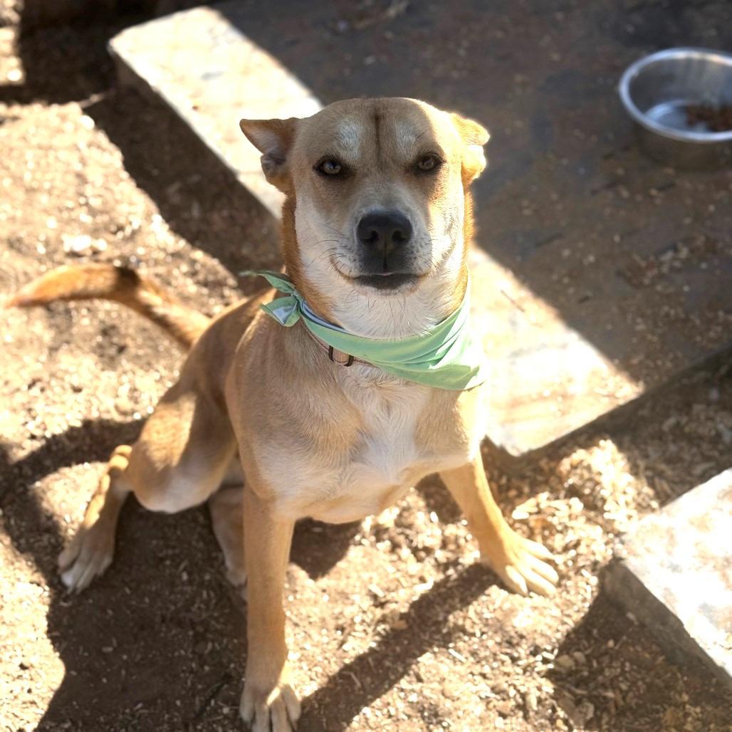 Enlarge Aspen, a Adoptable mixed breed in Stephenville, TX image 1/4