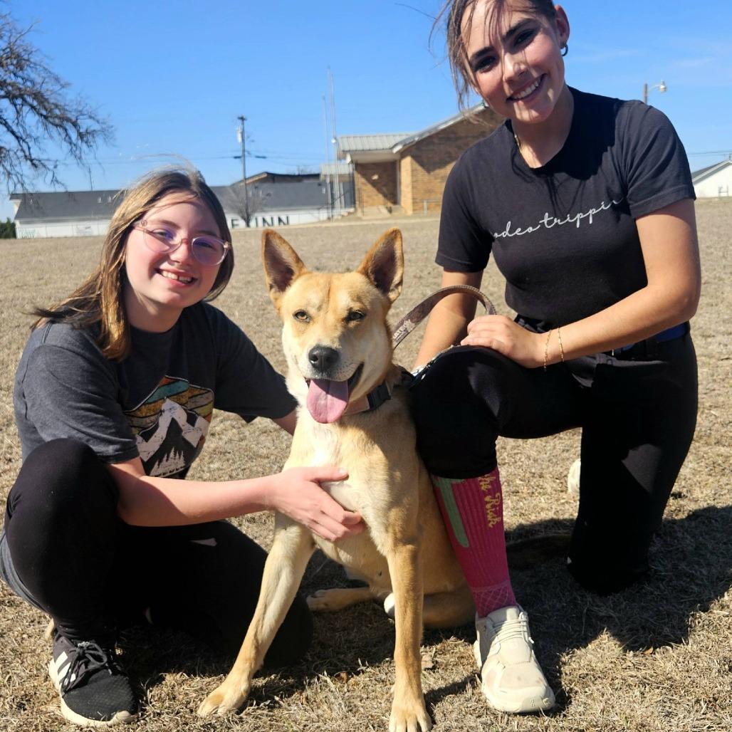 Enlarge Aspen, a Adoptable mixed breed in Stephenville, TX image 2/4