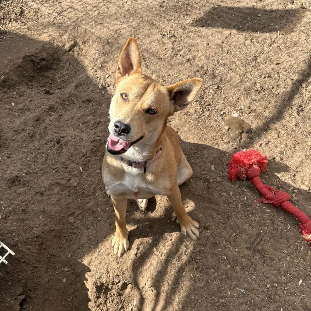Enlarge Aspen, a Adoptable mixed breed in Stephenville, TX image 3/4