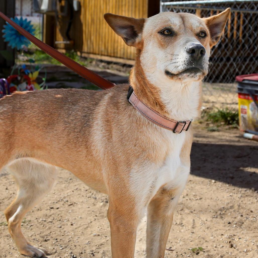 Enlarge Aspen, a Adoptable mixed breed in Stephenville, TX image 4/4